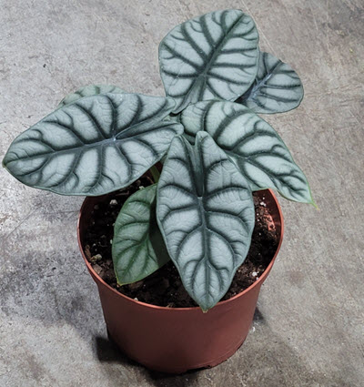 6" Alocasia Silver Dragon